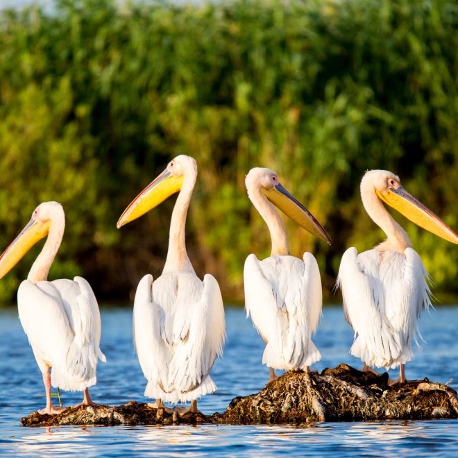 Buna Vestire in Delta Dunarii, Excursie o zi, 25 martie