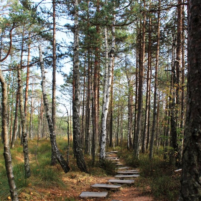 Oferta: 50% Reducere la a 2-a Persoana 💣 Excursie o zi - Lacul Sfanta Ana si Tinovul Mohos, 30 August 