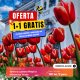 Oferta 1+1 Gratis: Excursie de o zi - Simfonia Lalelelor Pitești si Mănăstirea Trivale