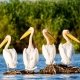 Buna Vestire in Delta Dunarii, Excursie o zi, 25 martie