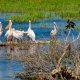 Buna Vestire in Delta Dunarii, Excursie o zi, 25 martie